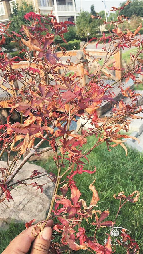 如何解決紅楓夏季卷葉干枯問題