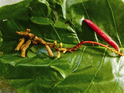 云南：黃連山保護(hù)區(qū)發(fā)現(xiàn)4種新植物