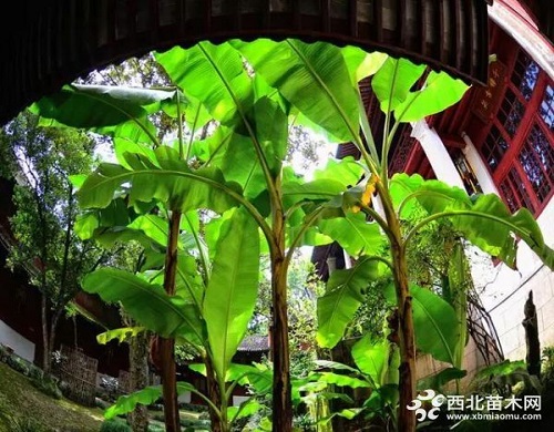 走進中式庭院，帶你領略苗木之美