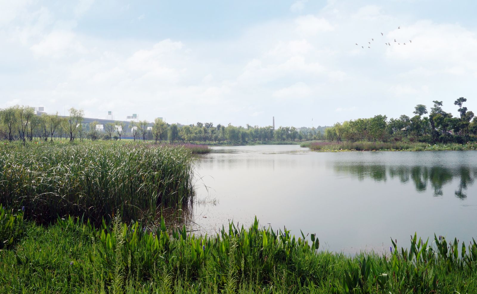 園冶杯專業(yè)獎：戴家湖公園生態(tài)修復工程