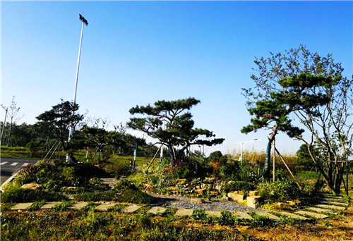 園冶杯專業(yè)獎：巢湖市烔長路景觀工程