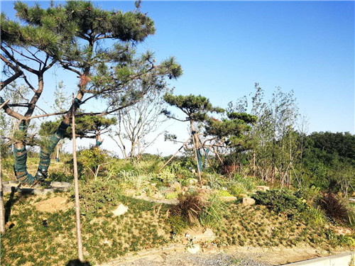 園冶杯專業(yè)獎：巢湖市烔長路景觀工程