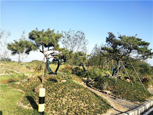 園冶杯專業(yè)獎：巢湖市烔長路景觀工程