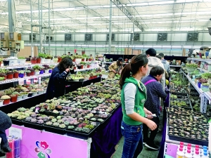 北京花鄉：花香中道別四大花卉交易市場