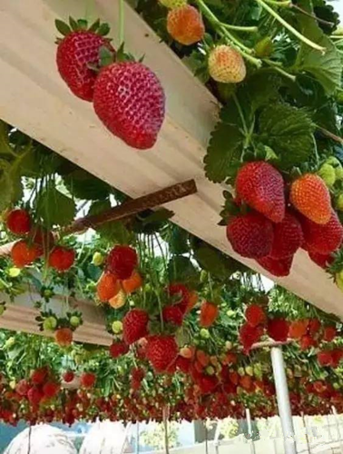 郗金標：養生小院——農村全面振興的模式探索