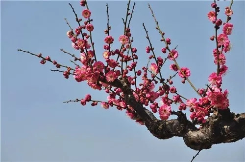 這一次，牡丹能當(dāng)上中國的國花嗎？