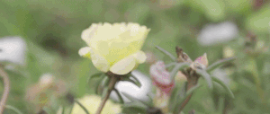 熱點(diǎn)追蹤|2019年東北花境景觀高峰論壇即將啟幕