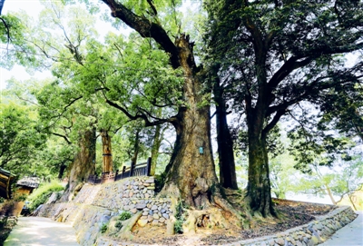 浙江古樹名木主題公園創建有聲有色