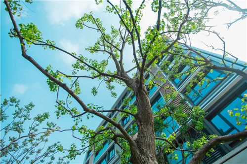 吉盛園林｜不期而遇香港置地·林山郡