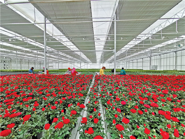 蘭州新區花卉產業基地今日投運