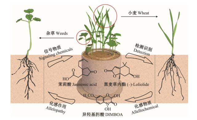 為了生存它們整日“竊竊私語(yǔ)”，相鄰植物釋放的化學(xué)物質(zhì)到底在表達(dá)什么