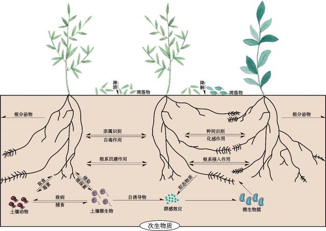 為了生存它們整日“竊竊私語(yǔ)”，相鄰植物釋放的化學(xué)物質(zhì)到底在表達(dá)什么