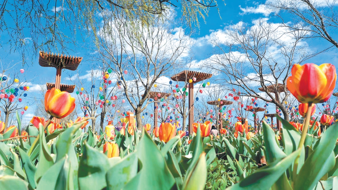 北京世園公園50萬(wàn)株郁金香迎來(lái)盛放季