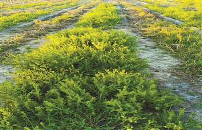 花花柴：鹽堿地改良的優勢草