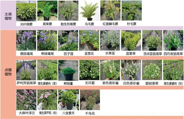 園冶杯參賽作品丨金地新樂里項目景觀花境工程