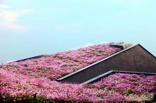 空中花海 國內最大屋頂花園