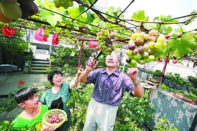 湖北：武漢樓頂綠化有了樣板“空中花園”