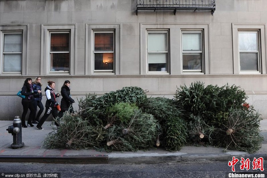 紐約啟動圣誕樹回收計劃 將用于城市綠化肥料