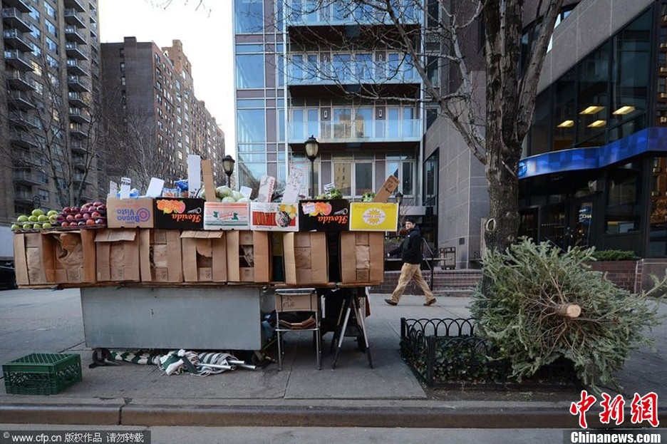 紐約啟動圣誕樹回收計劃 將用于城市綠化肥料