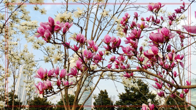 上海:人民廣場市花白玉蘭盛開(圖)