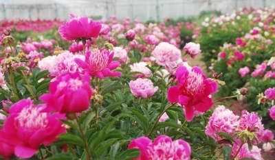 江蘇:揚州數百種芍藥爭相吐艷