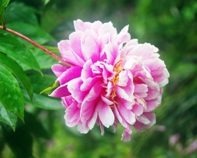 江蘇:揚州數百種芍藥爭相吐艷