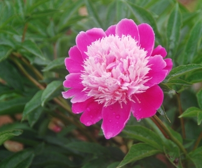 江蘇:揚州數百種芍藥爭相吐艷