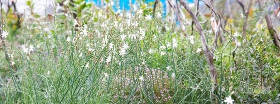 2013切爾西花展