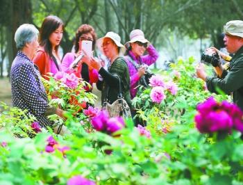 北京植物園和中國科學院植物研究所共辦牡丹節