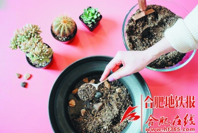 沙漠風(fēng)情的多肉植物拼盆
