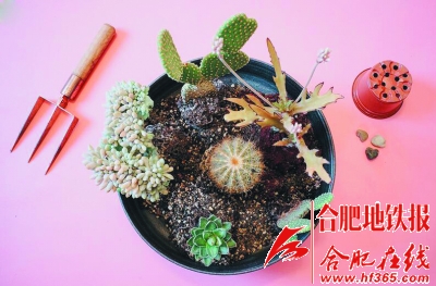 沙漠風(fēng)情的多肉植物拼盆