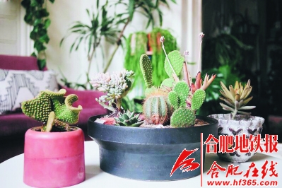 沙漠風(fēng)情的多肉植物拼盆