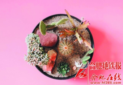 沙漠風(fēng)情的多肉植物拼盆