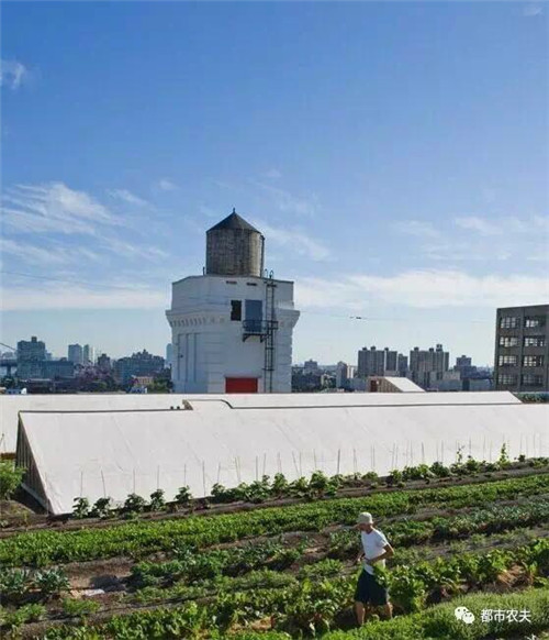 全球最大屋頂菜園如何運營