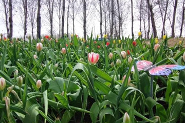 京林生態(tài)花園2021年（第三屆）春季花展即將盛大開(kāi)幕
