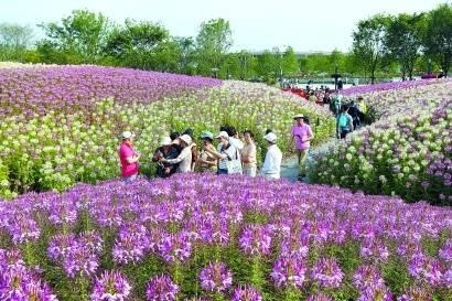 上海花博會(huì)花博園游客破百萬