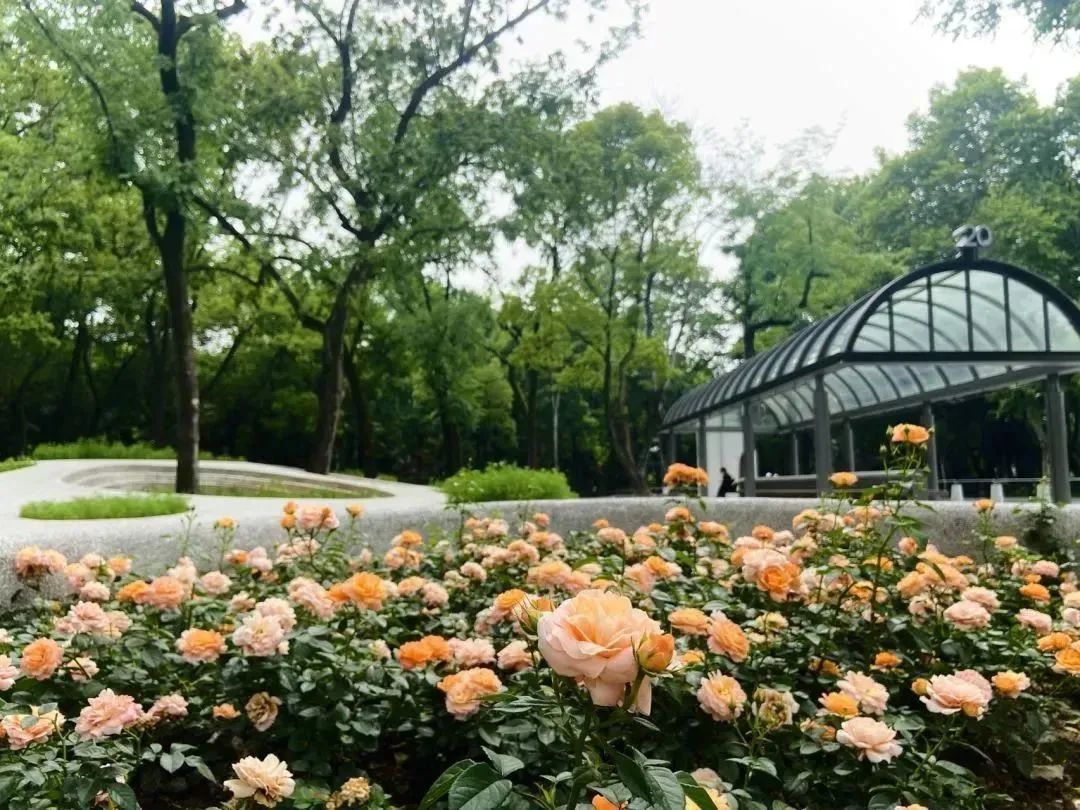 上海中山公園免費(fèi)向游客送出數(shù)百盆月季花