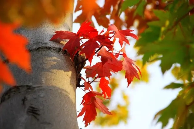 北京世園公園 紅葉生態(tài)文化節(jié)開幕