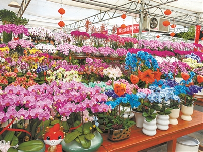 從年宵花市場看花卉產(chǎn)業(yè)新趨勢