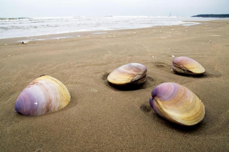 迎國際生物圈保護區日 關注海岸帶文態空間