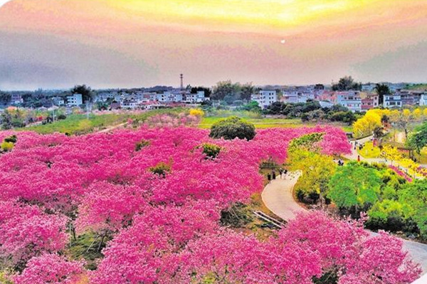 廣州：“花卉＋文旅”釋放疊加效應(yīng)